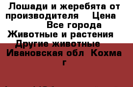 Лошади и жеребята от производителя. › Цена ­ 120 - Все города Животные и растения » Другие животные   . Ивановская обл.,Кохма г.